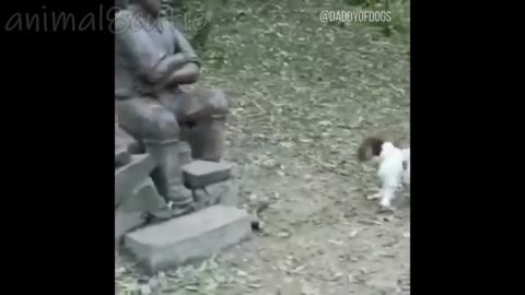Funny Animal Videos #16