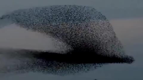 Unseen movement of birds