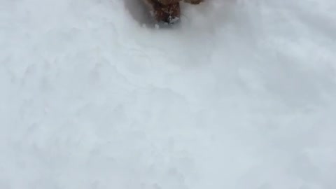 Brown chow chow treading through tall snow