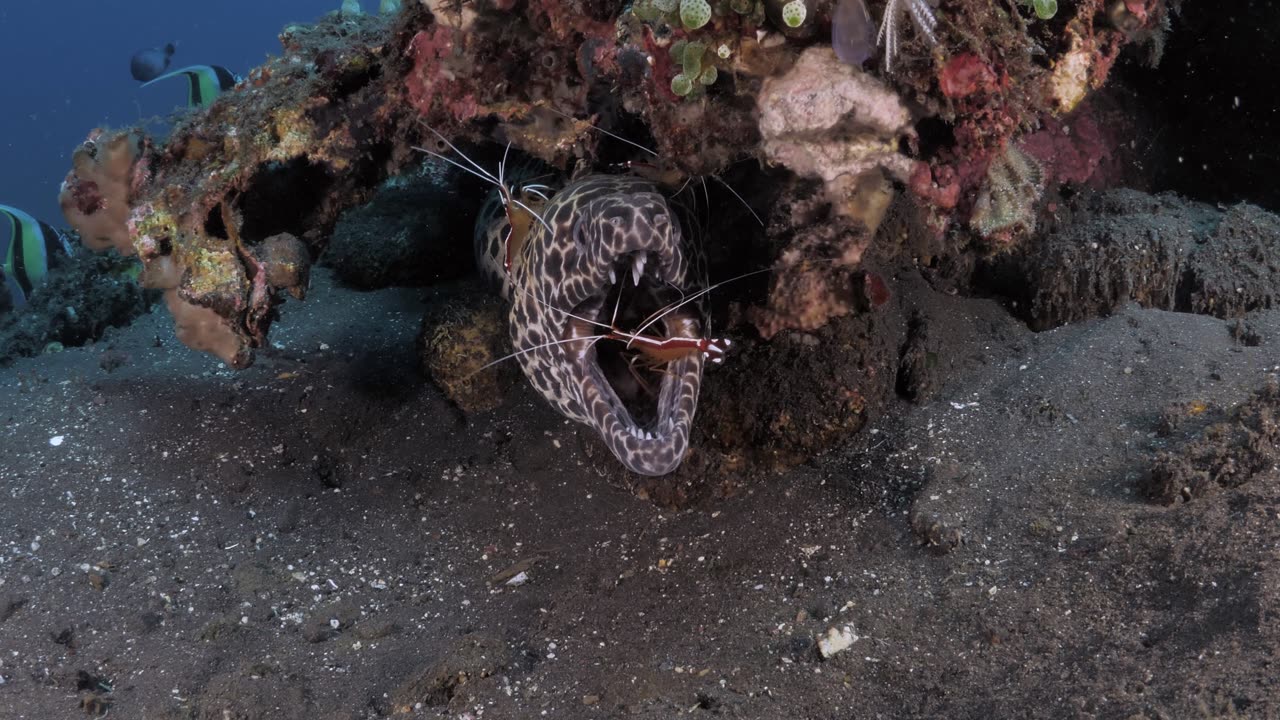 Moray Eel Gets Its Teeth Cleaned