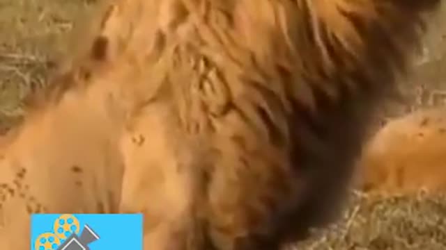 Kiki horse back Challenge.mp4