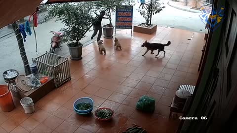 Funny Animals Attack