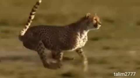 Very dungar tiger attack nice video