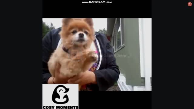 FUNNY CATS AND DOG VIDEOS - BEST FUNNY ANIMALS