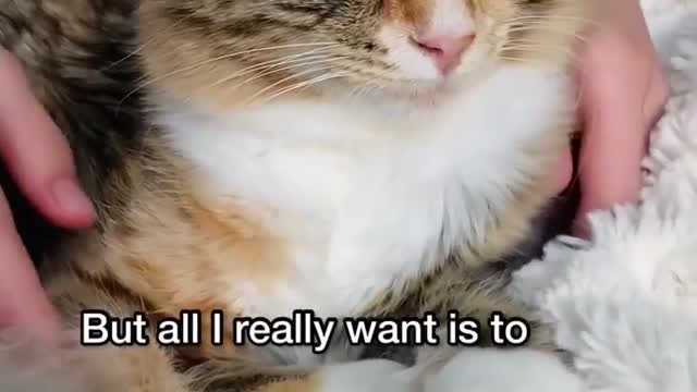 "Things about me. Tell me something about you 😺"