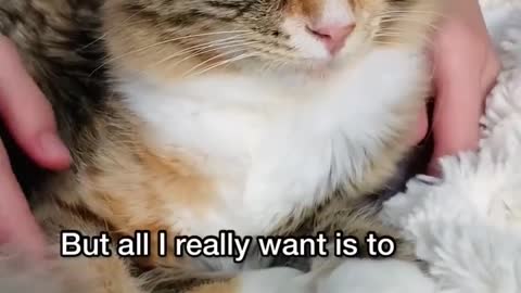 "Things about me. Tell me something about you 😺"