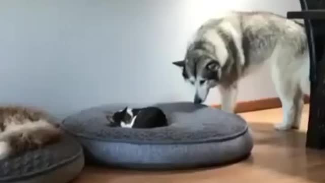 Dog and cat sharing