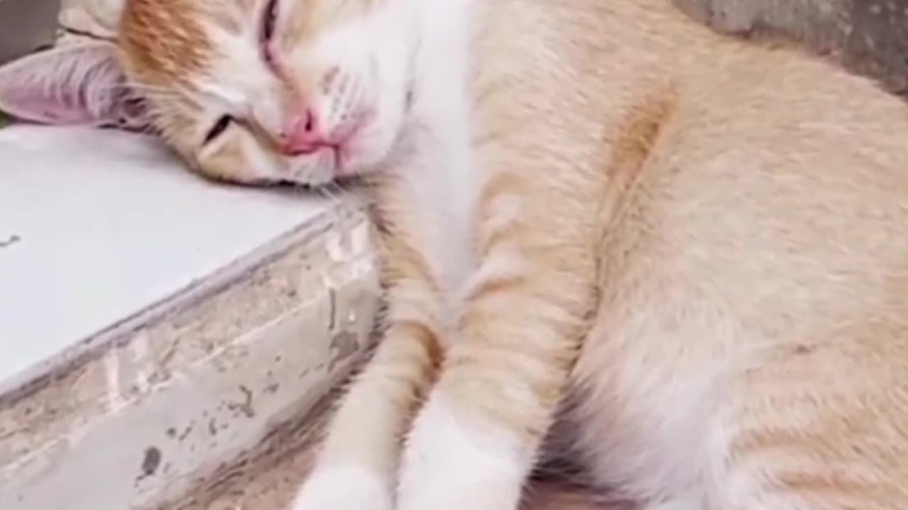 Orange Cat Gets Tired and Goes to Sleep