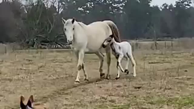 Young foal