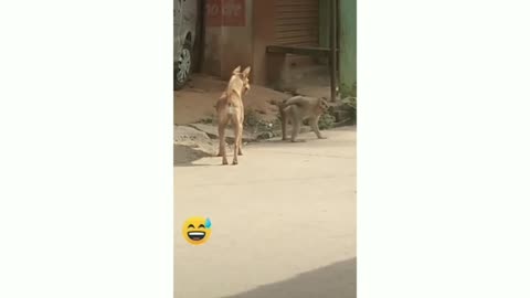 Super Funny Animal Video that Will Make You Laugh Out Loud | Keep Laughing | Do Share & Subscribe