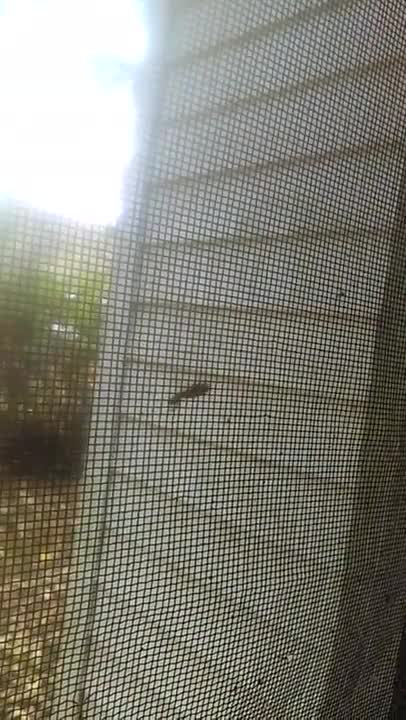 Are spiders efficient?