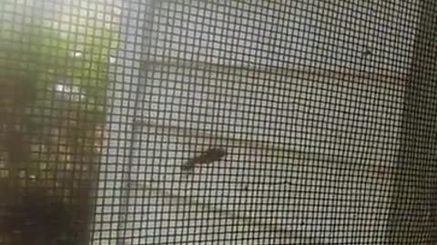 Are spiders efficient?