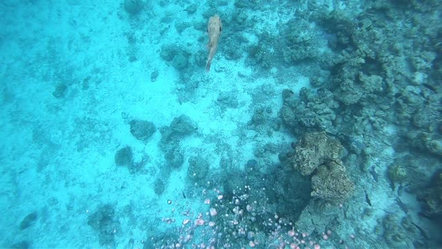 Bubble Rings vs Giant Puffer Fish - Round 2