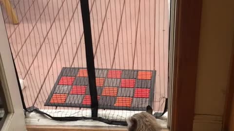 Dog and Cat Go Through Mesh Screen in Different Ways