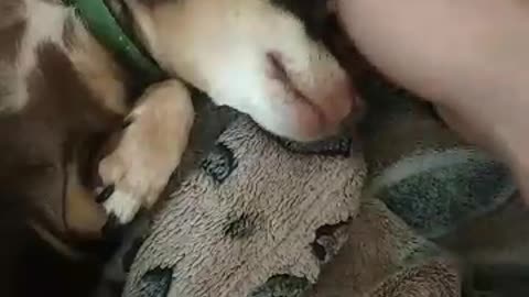 Kind dog 1