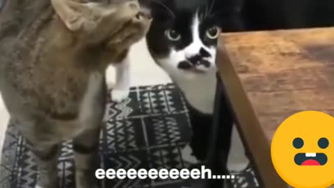 V A collection of funny talking cats that make you laugh out loud 2021, funny cat complication