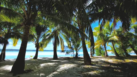 Palm trees and green beaches.