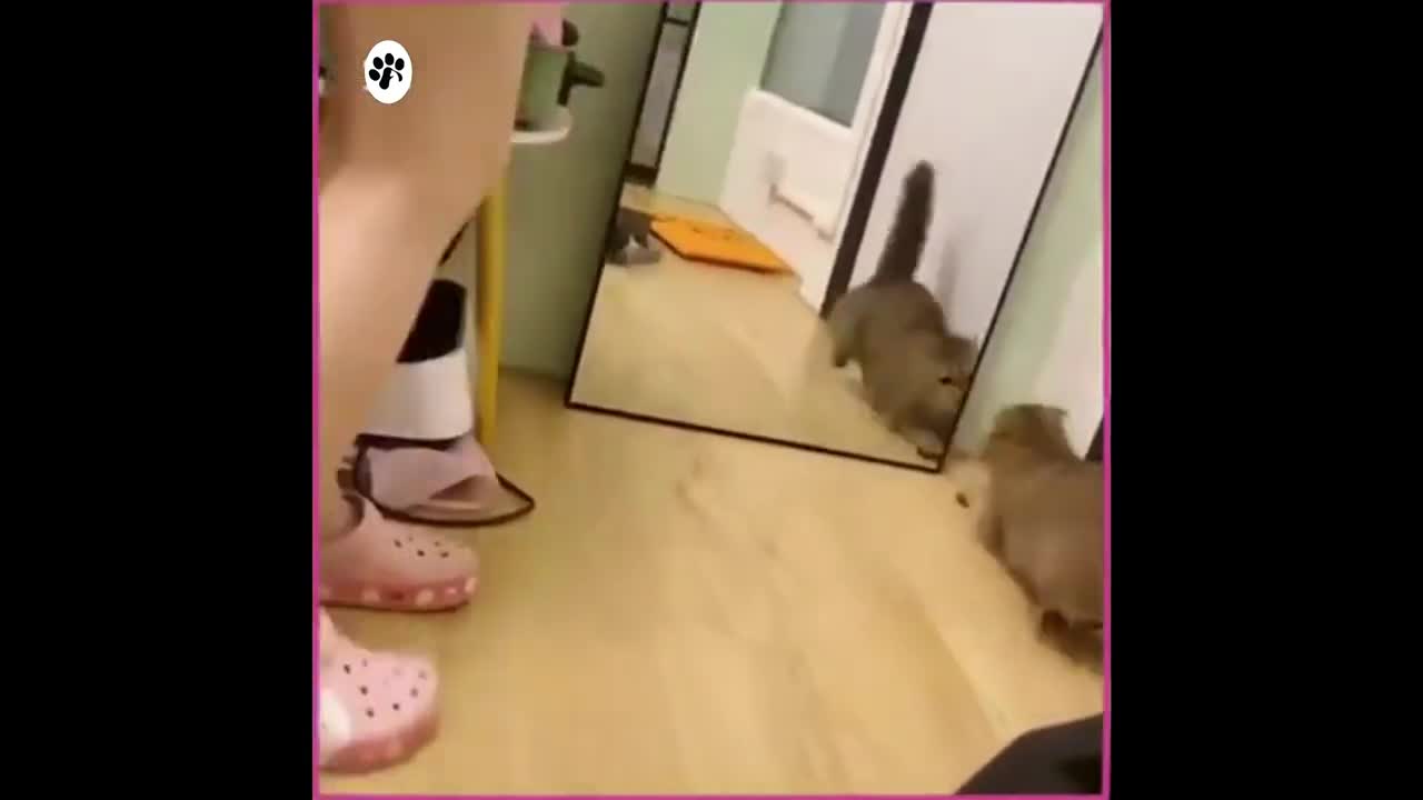If your cat is ninja | Try Not To Laugh