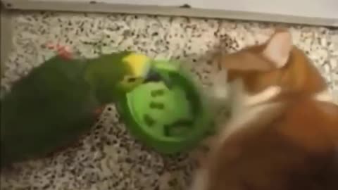 Gatos talentosos