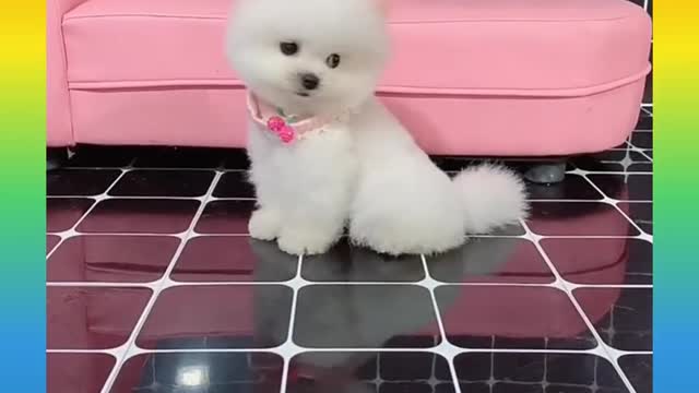 So sweet and very funny videos by 🐕🐕..