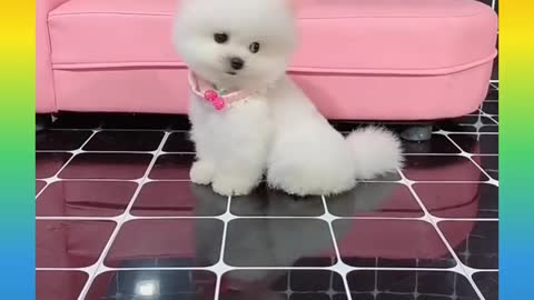 So sweet and very funny videos by 🐕🐕..