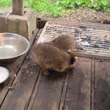 07-08-23 | Feeding Baby Raccoons | Part 13