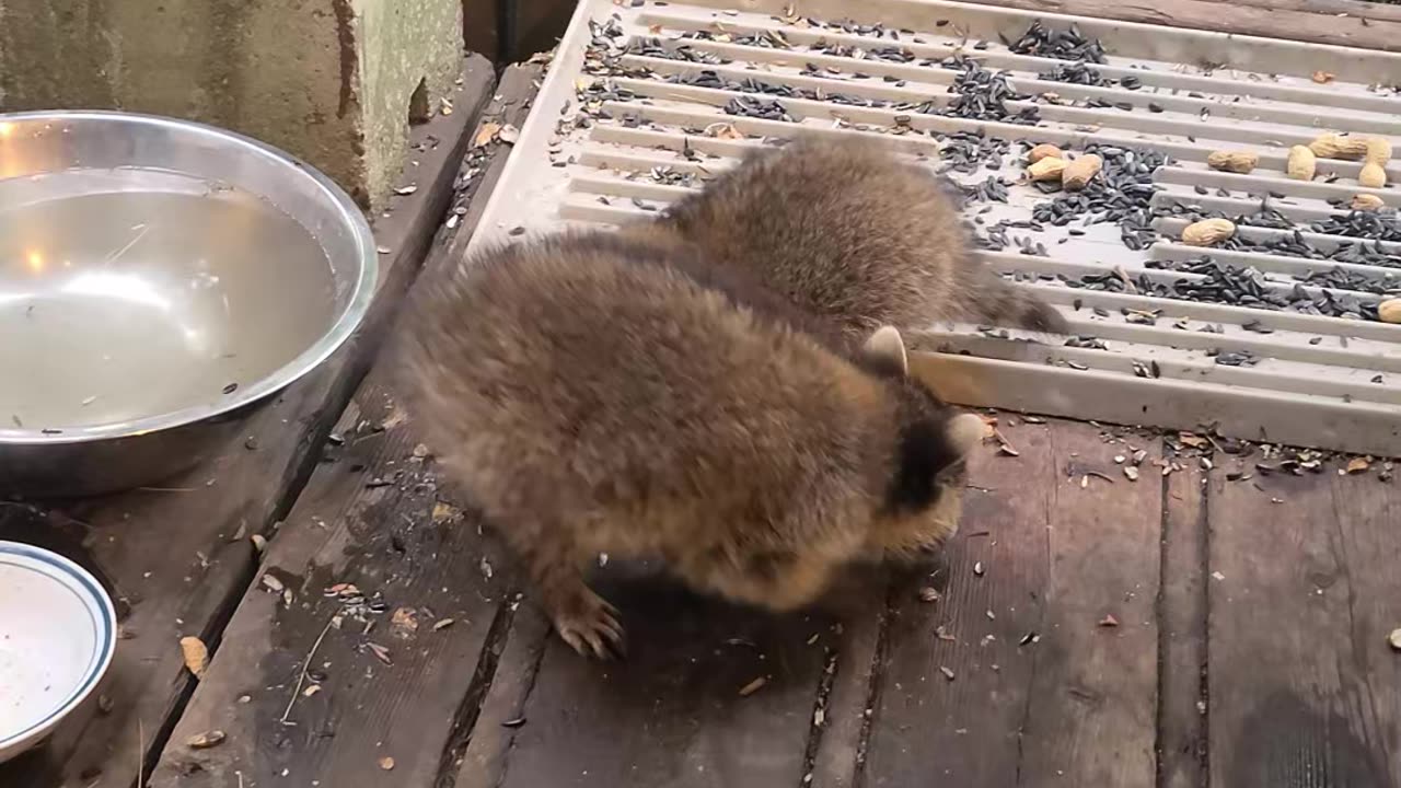 07-08-23 | Feeding Baby Raccoons | Part 13