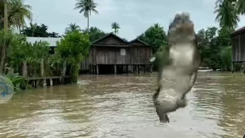 The crocodile dances happily in the flood