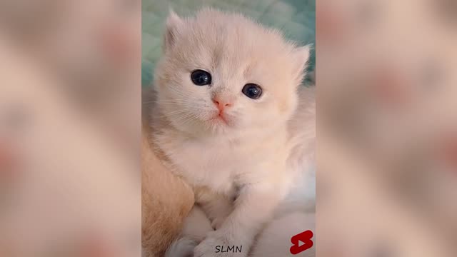 Cute Kitten Cute Video #1 #shorts