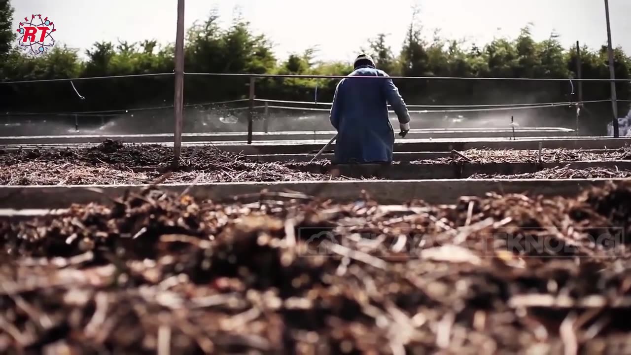 THIS IS THE PROCESS OF MODERN ROSE FARMING WITH A GREENHOUSE IN AMERICA