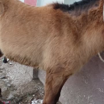 Norge og Tysklands heste pa''rring! Testen av hvor mye kraft en hest kan ha pågår