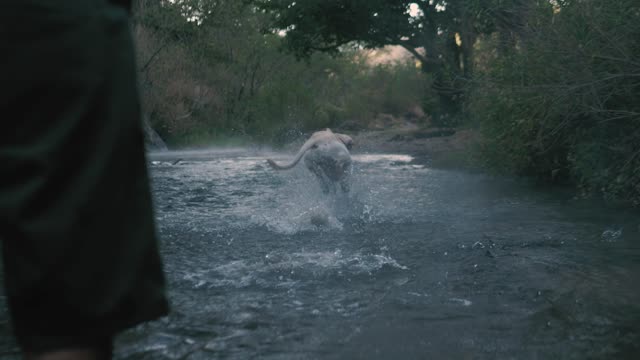 The dog makes me happy with the water