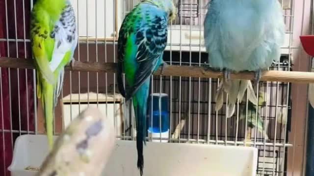 The most beautiful genetic mutations of budgies