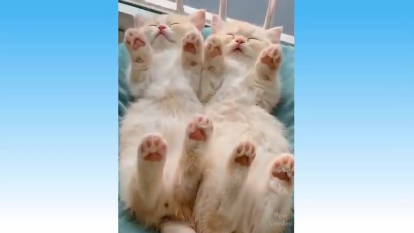 Cute Pets And Funny Animals Compilation 100 Pets Garden_480p