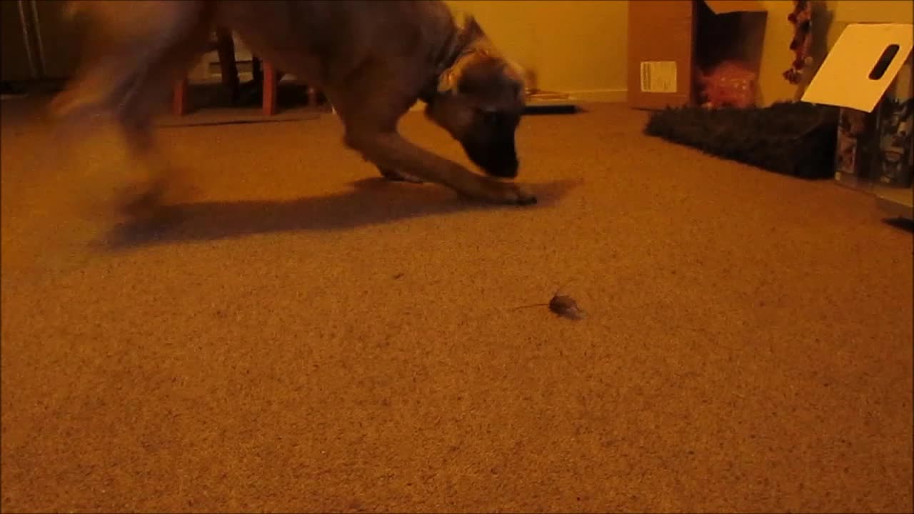 Puppy Meets Bug For The First Time