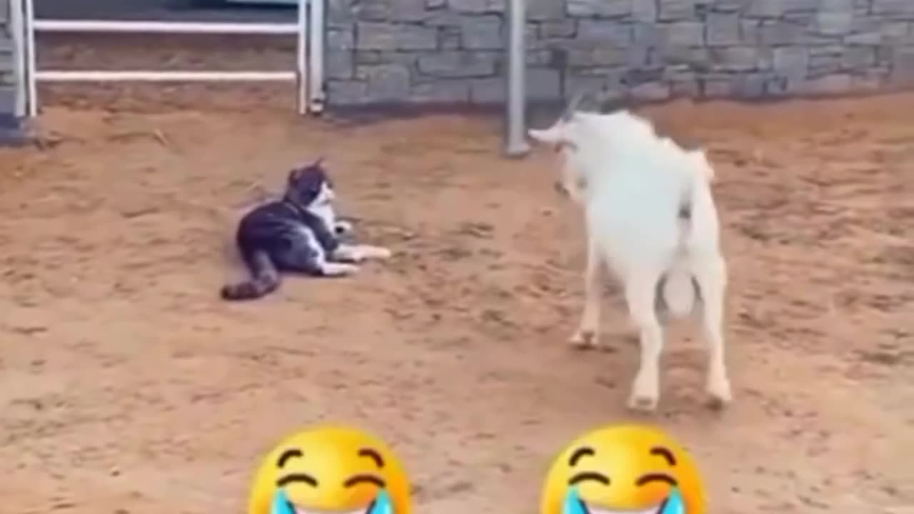 Funny videos of animals