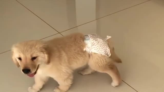 Funniest & Cutest Golden Retriever Puppies