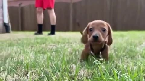 Dog videos 😂😂