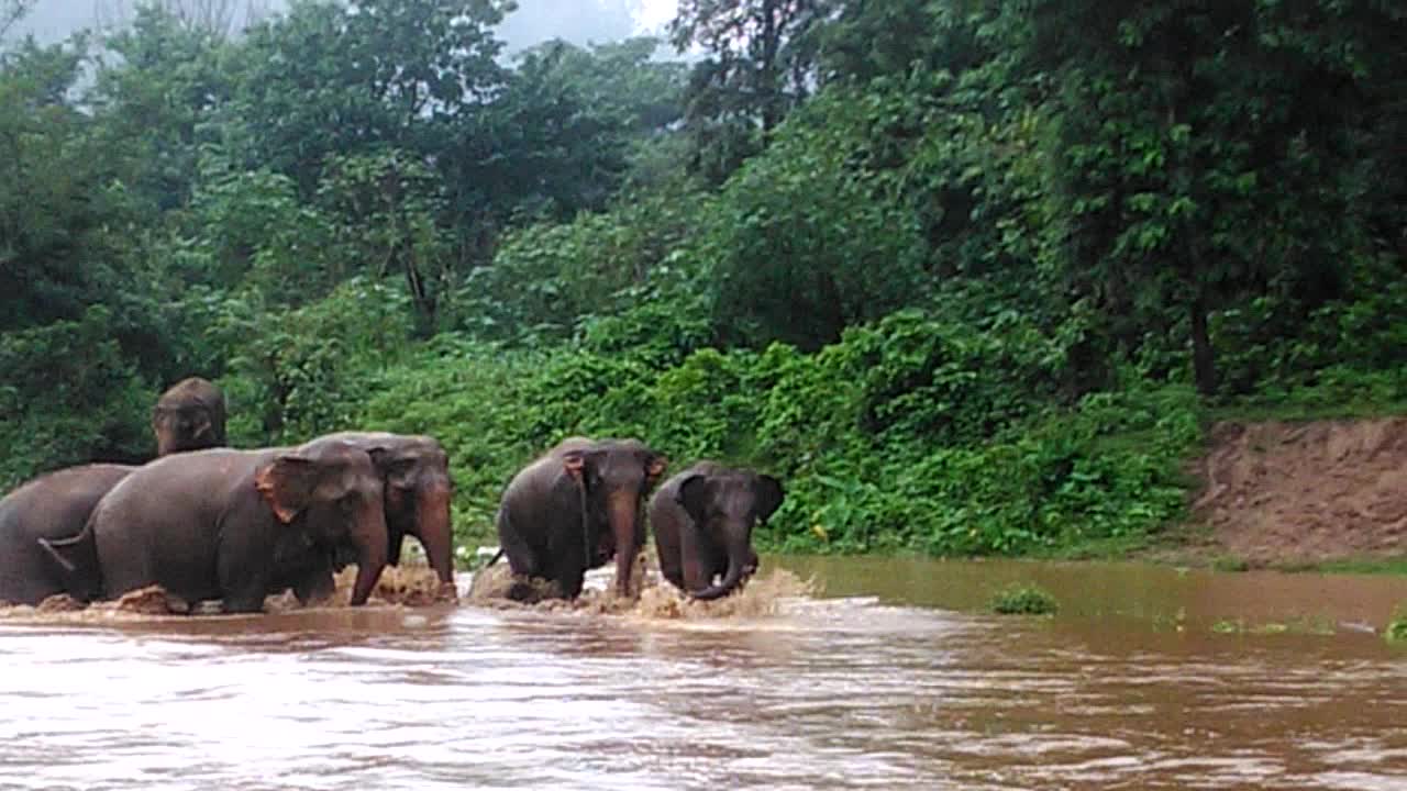 Why did the elephants cross the river?