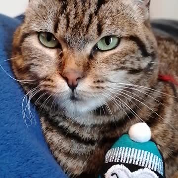 A kitten with a crown mouse
