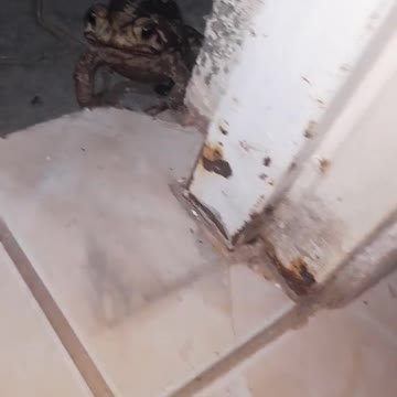 o sapo comeu a mosca