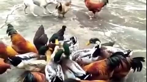 Dog vs Chicken Fight #7