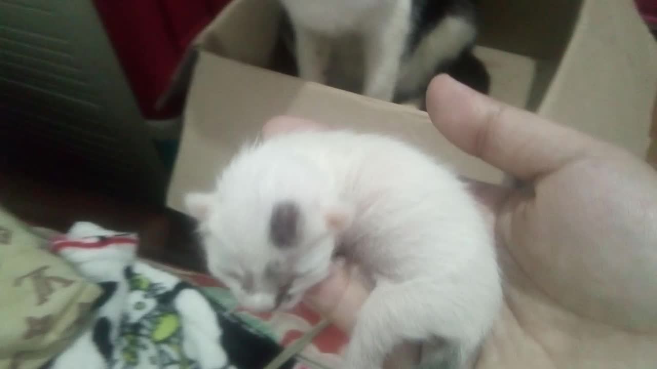One week old kitty