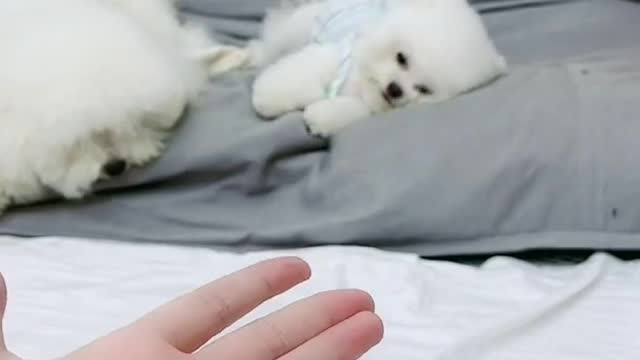 the cute dog funny reaction to food