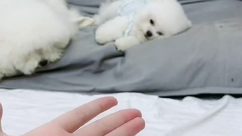 the cute dog funny reaction to food