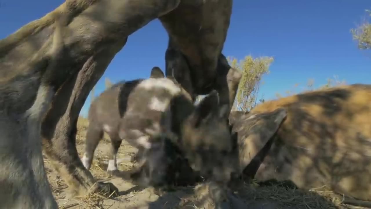 Robotic spy puppy meet wild dogs