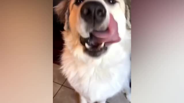 Dog tries mango for the first time, and loves it