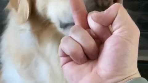 The cutest dog