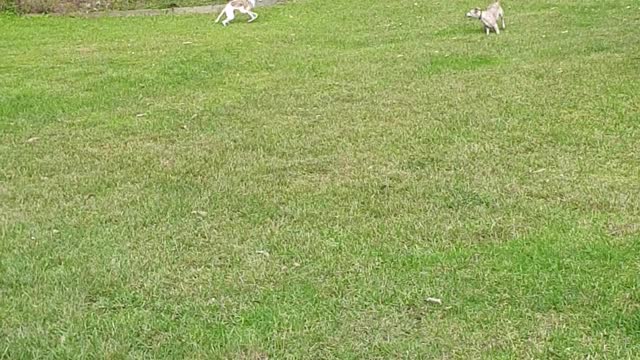 Pip chasing ball