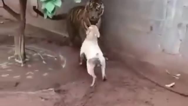 dog vs tiger?